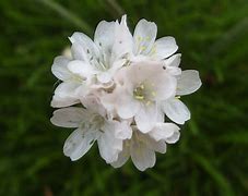 flower of the flock